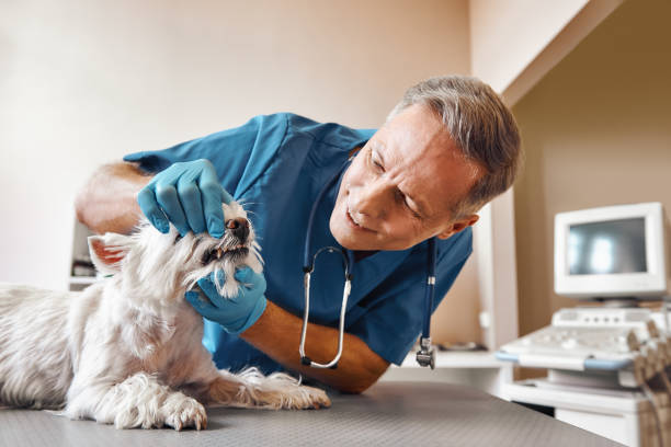 Best Emergency Care for Gum Disease in Bangs, TX